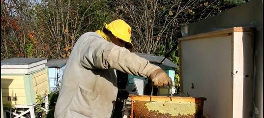 Как провести объединение пчел осенью перед зимовкой