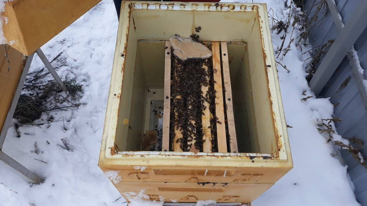 Зимовка пчёл и ранневесенние работы пчеловода — floraprice.ru