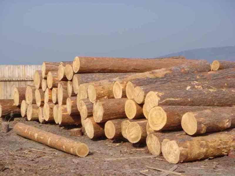 Самая твердая древесина в мире