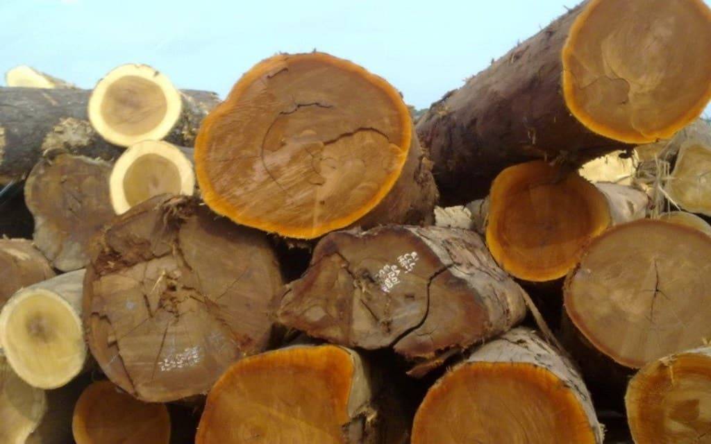 Самая дорогая древесина в мире — 33 тысячи долларов за куб