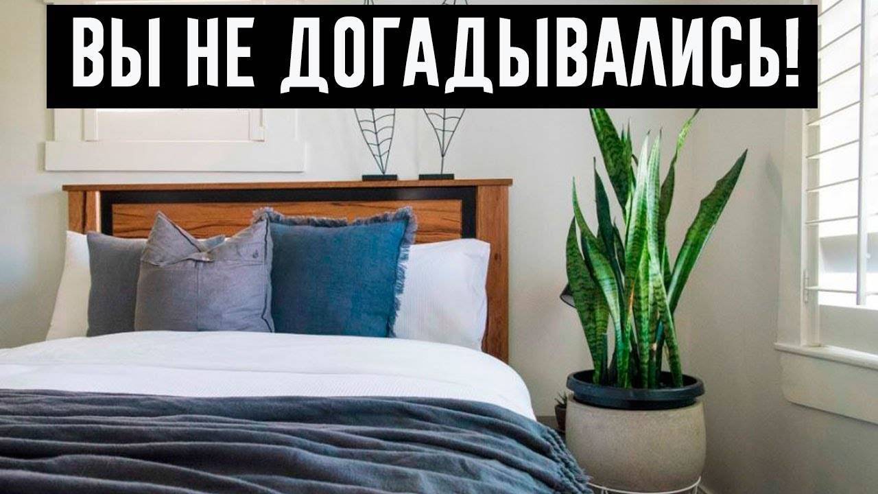 Топ 10 комнатных растений для спальни: какие растения подходят для спальни