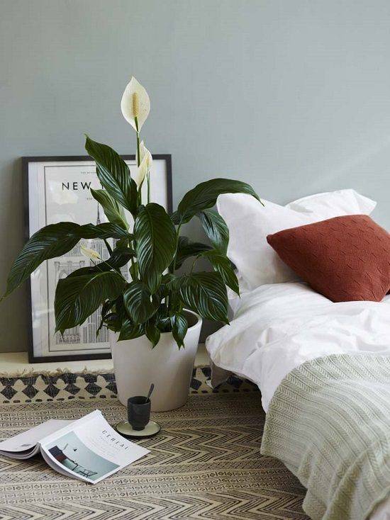 Благоприятные для спальни комнатные растения