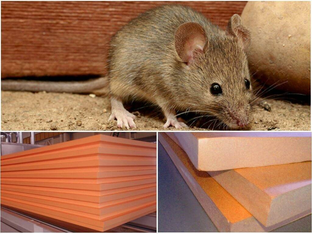 Какой утеплитель не едят мыши и крысы: живут ли в минеральной (базальтовой) вате?