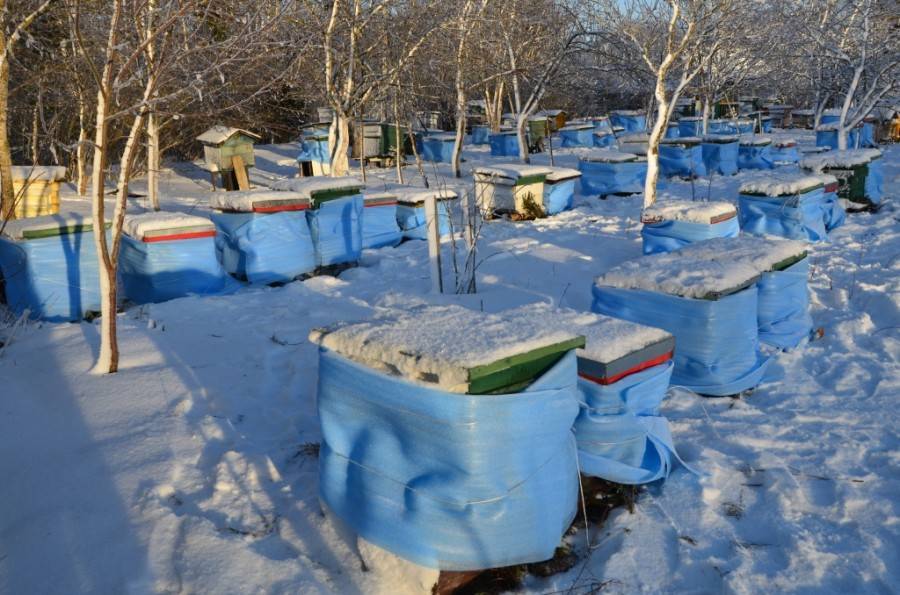 Утепление пчел на зиму: когда и как правильно защитить улей от холода