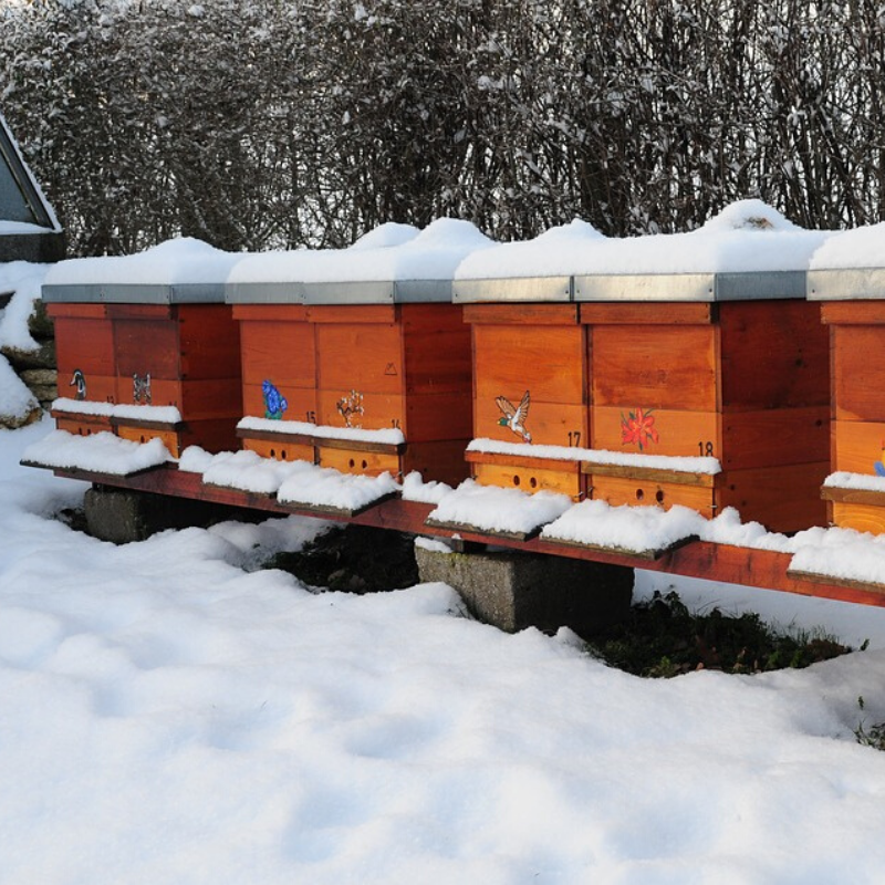 Способы и советы, как правильно утеплить улей пчёлам для зимовки на улице