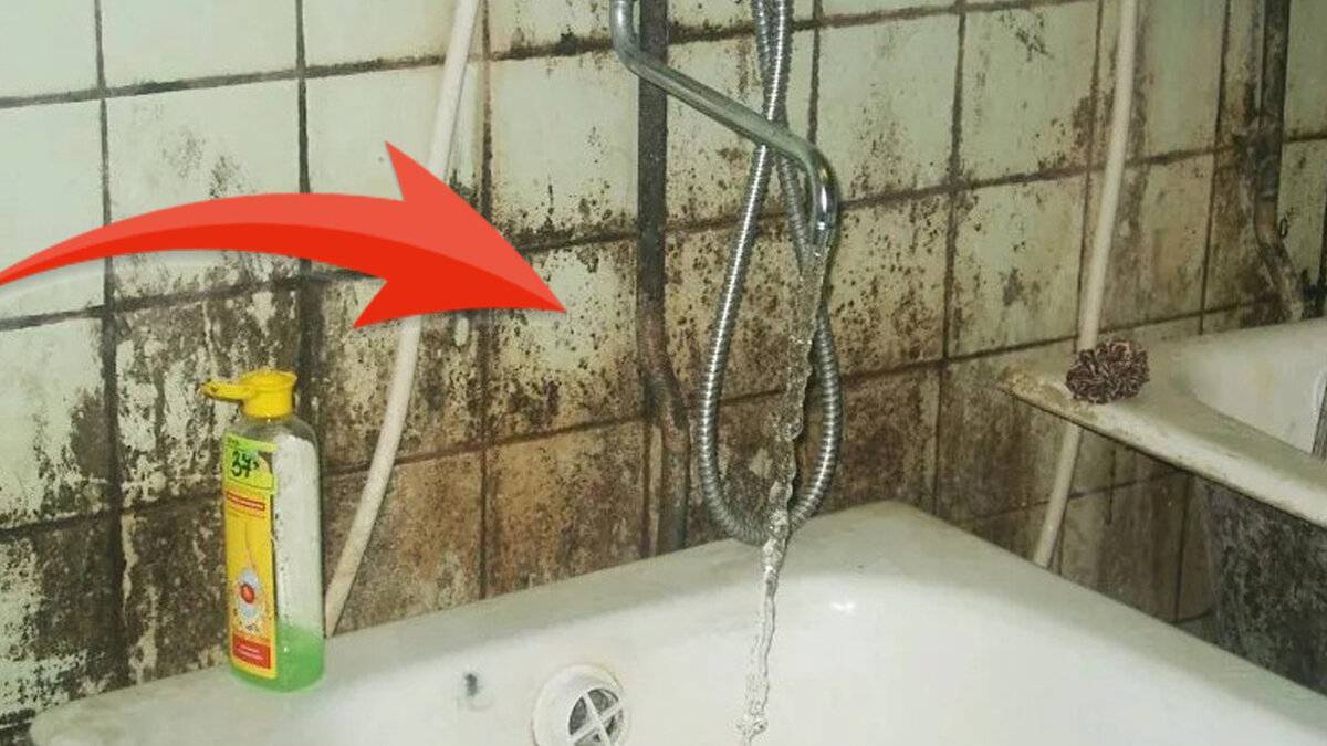 Плесень в ванной (грибок): как избавиться, убрать, удалить – средства