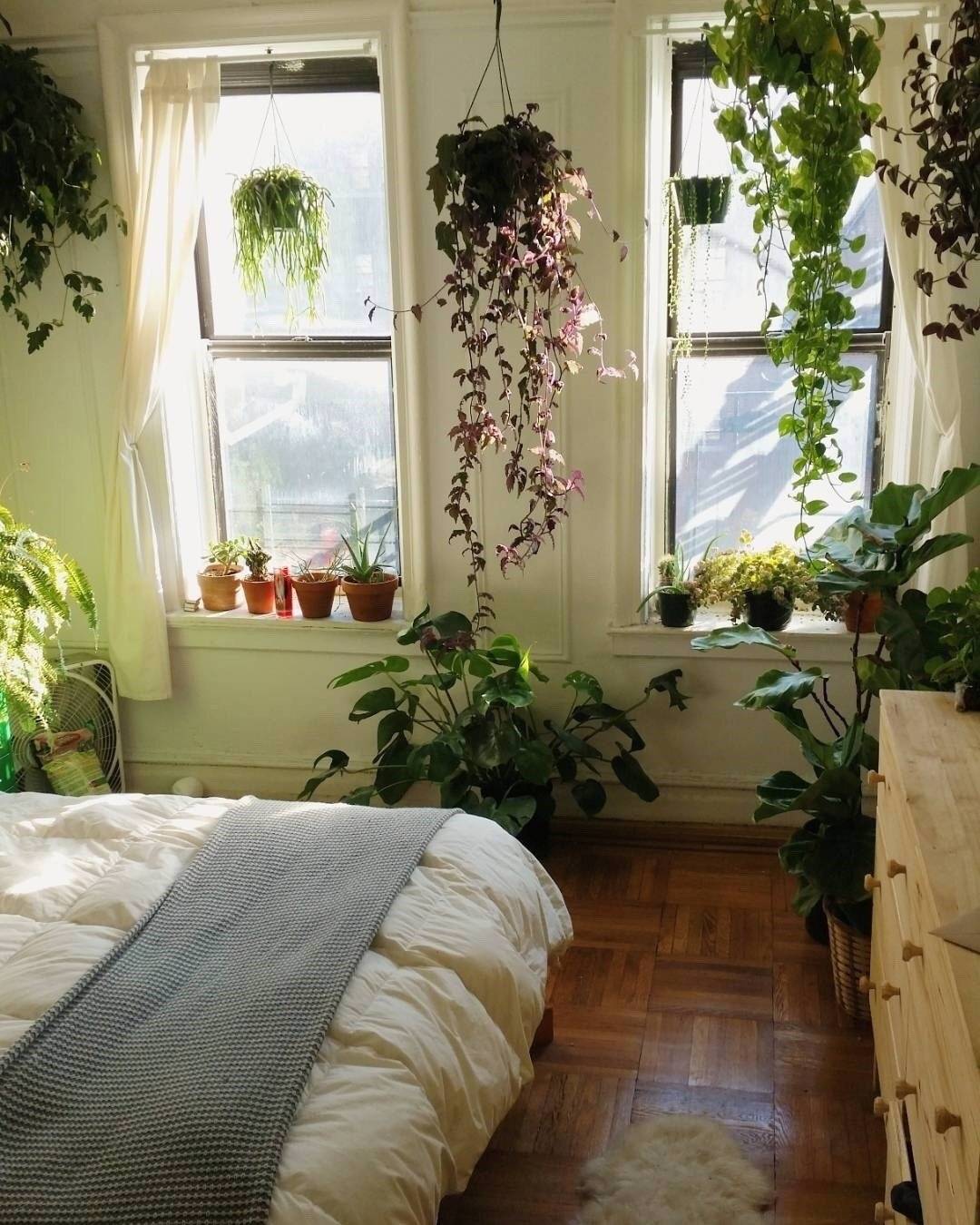 5 комнатных растений, производящих больше всего кислорода