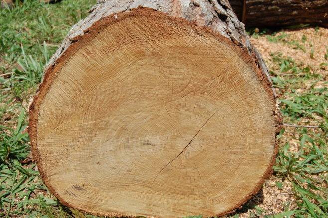 Самая дорогая древесина в мире - 33 тысячи долларов за куб