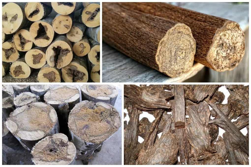 Свойства древесины разных видов