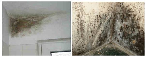 Как избавиться от плесени на потолке: убрать грибок в квартире и удалить в комнате