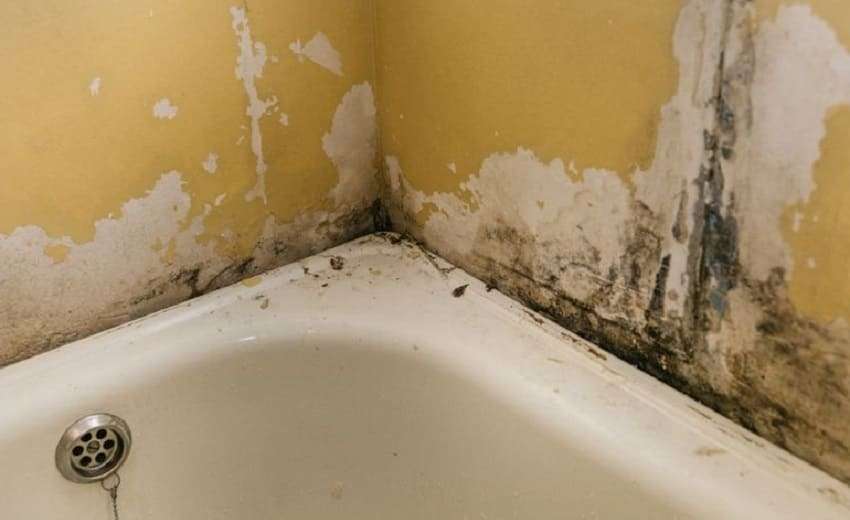 Плесень в ванной на потолке: как избавиться и убрать грибок, бороться и чем обработать