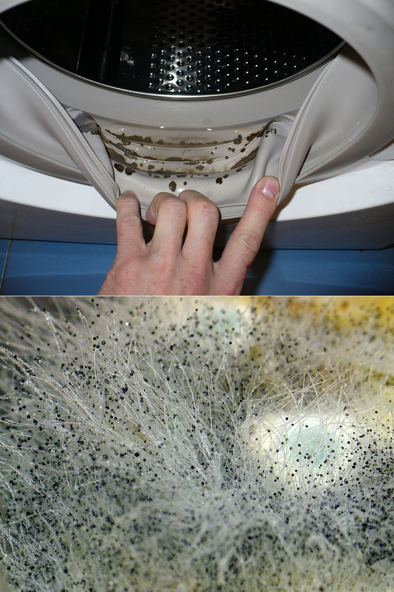 Плесень в стиральной машине, как избавиться: народные и химические стредства
