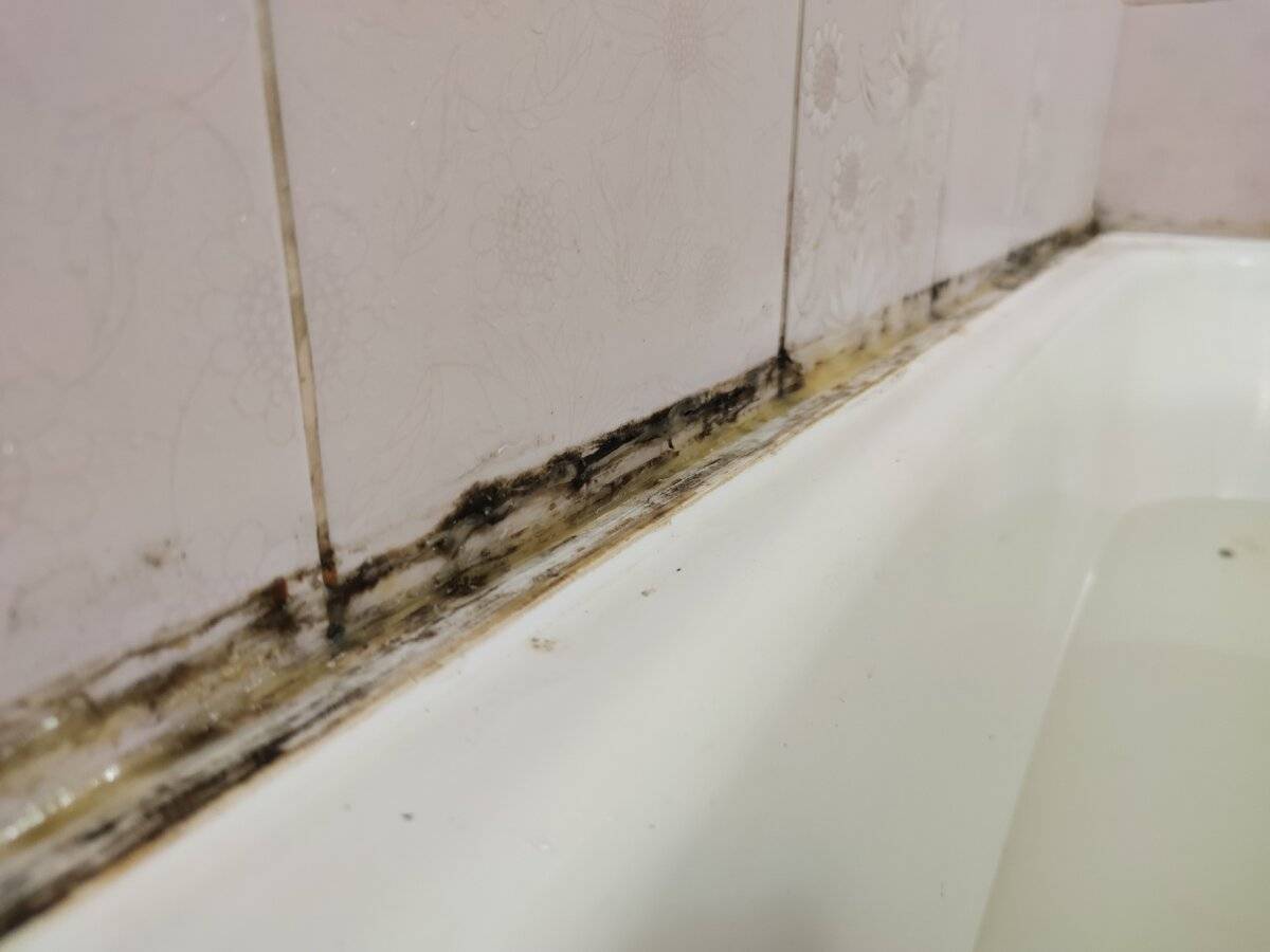Как избавиться от плесени в ванной: эффективные средства и методы удаления грибка