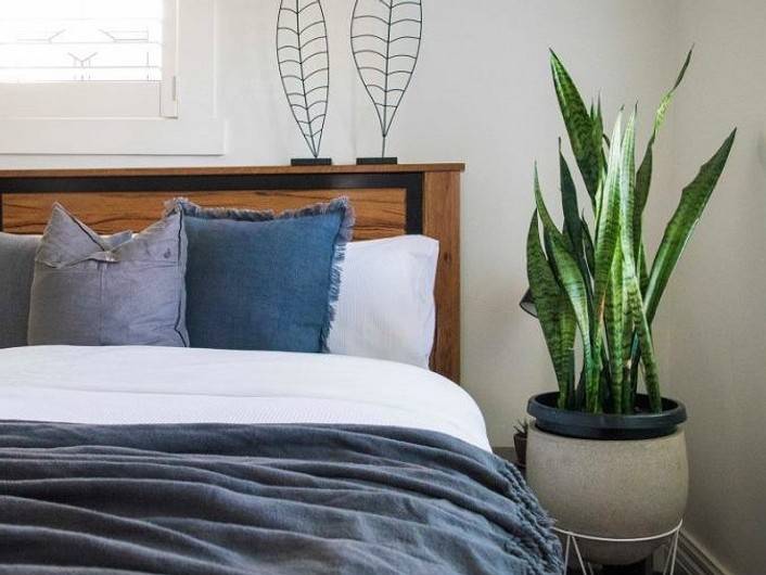 Комнатные цветы для спальни- полезные и вредные растения для спальной комнаты